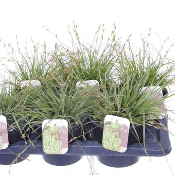 Carex oshimensis EVERCOLOR MIX