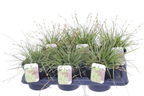 Carex oshimensis EVERCOLOR MIX