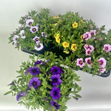 Calibrachoa CARELESS MIX