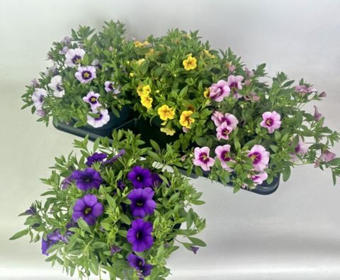 Calibrachoa CARELESS MIX