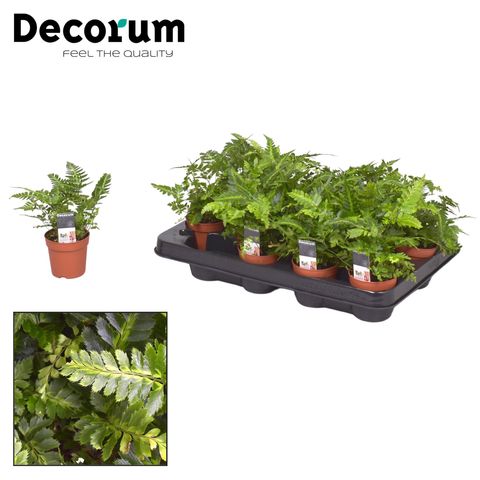 Rumohra adiantiformis