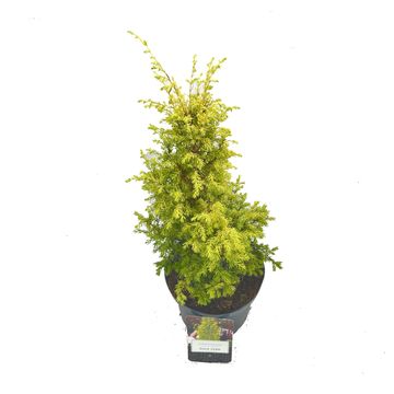 Juniperus communis 'Gold Cone'