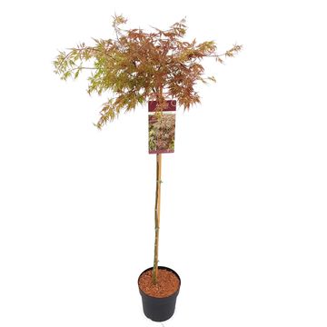 Acer palmatum 'Ornatum'