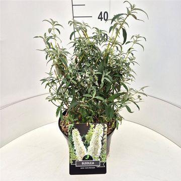 Buddleja davidii 'White Profusion'