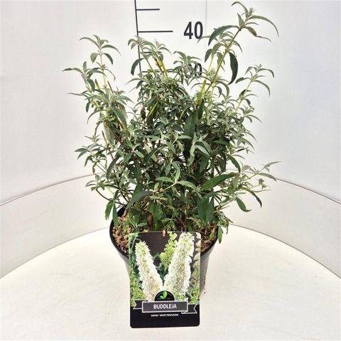 Buddleja davidii 'White Profusion'