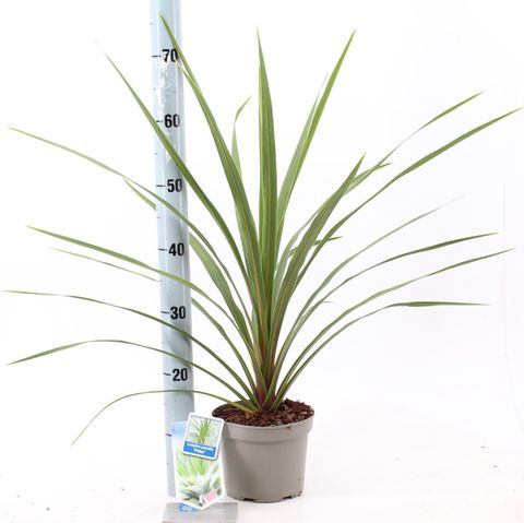 Cordyline indivisa 'Peko'