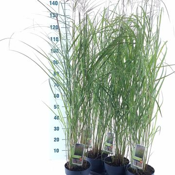 Miscanthus sinensis 'Purple Fall'