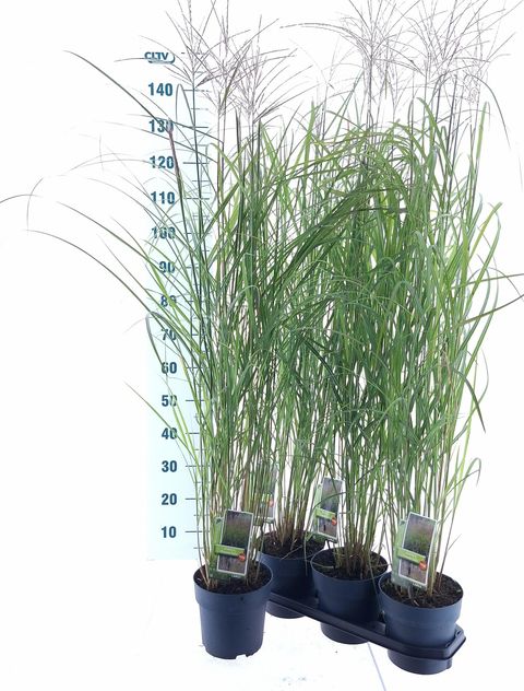 Miscanthus sinensis 'Purple Fall'