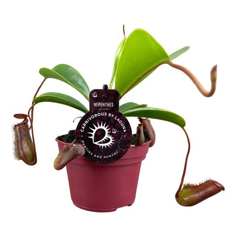 Nepenthes lowii