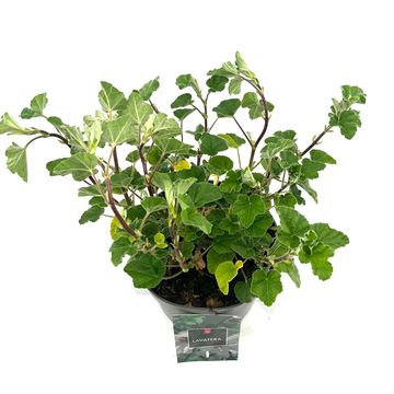 Lavatera 'Barnsley Baby'
