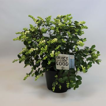 Симфорикарпус MAGICAL MIX