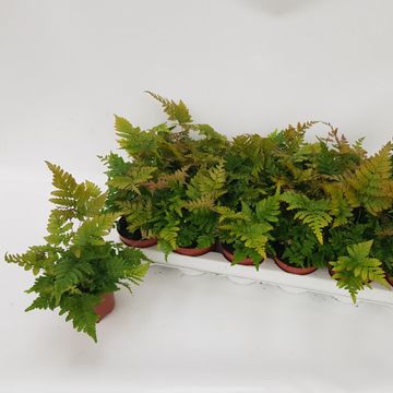 Dryopteris erythrosora