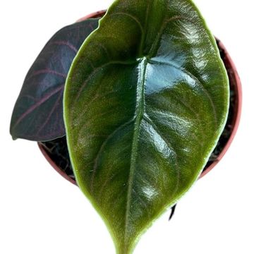 Alocasia azlanii