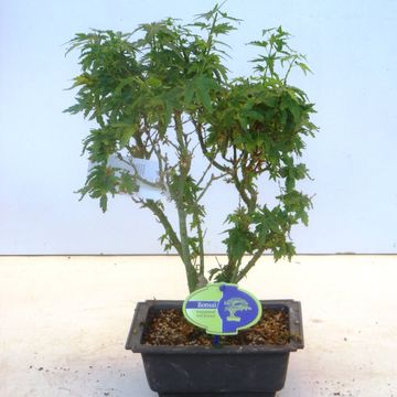 Acer palmatum 'Kotohime'