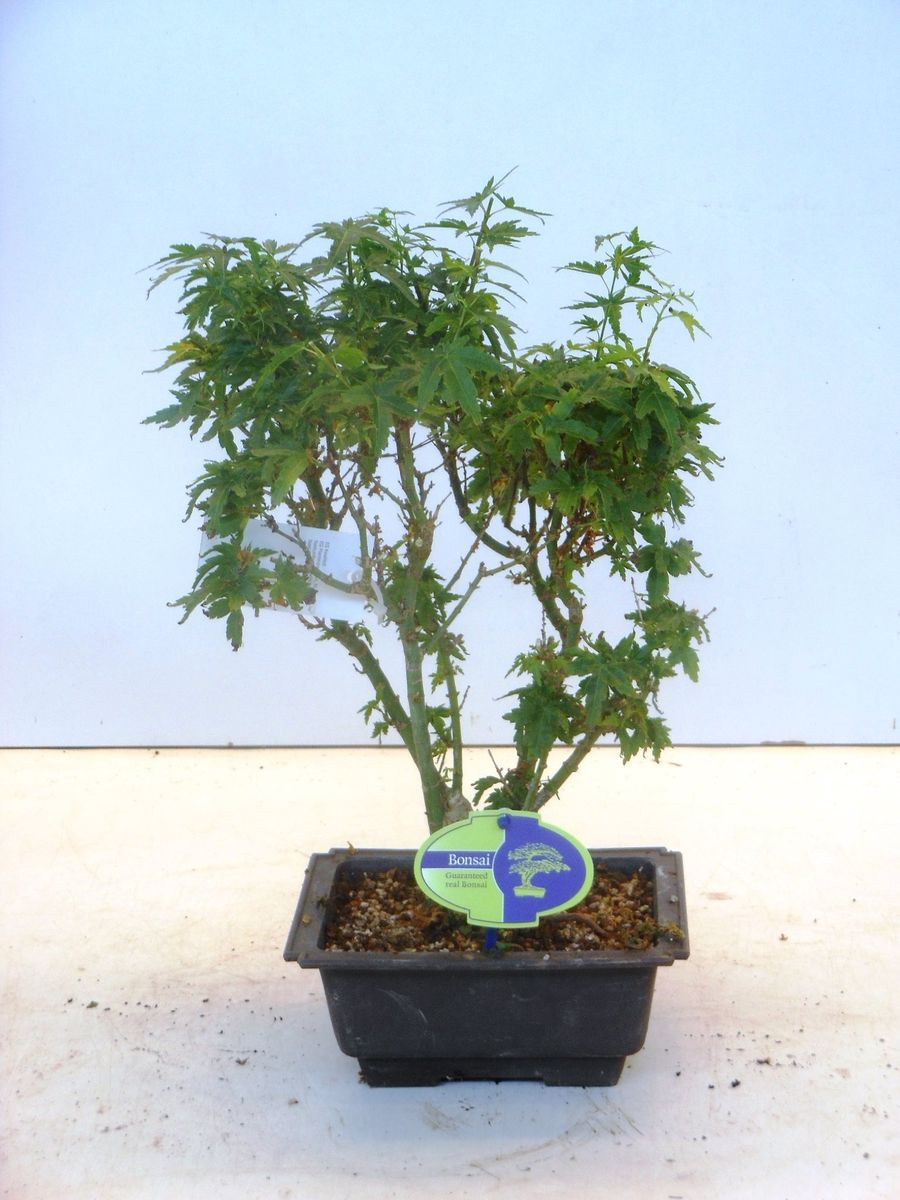 Acer palmatum 'Kotohime'  Plant Wholesale FlorAccess