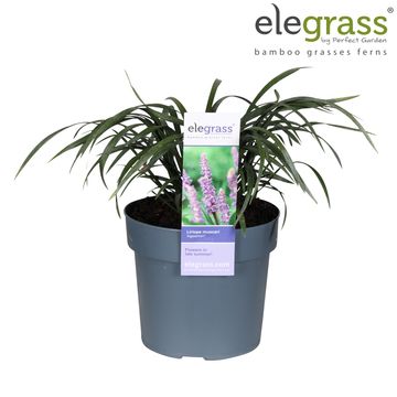Liriope muscari 'Ingwersen'