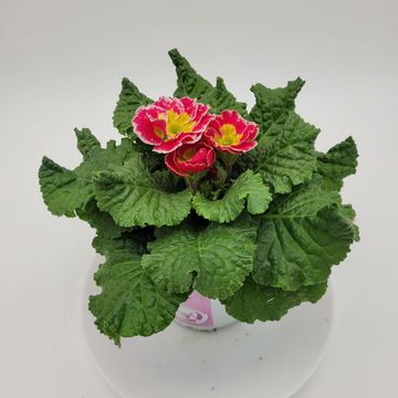 Primula 'Sacarina Rose'