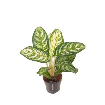 Aglaonema 'Minty Ice'