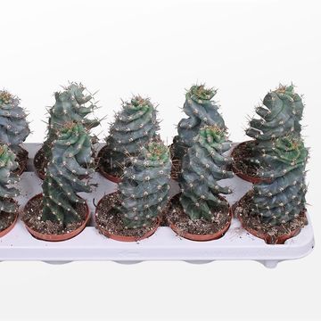 Cereus peruvianus tortuosus