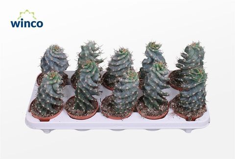 Cereus peruvianus tortuosus