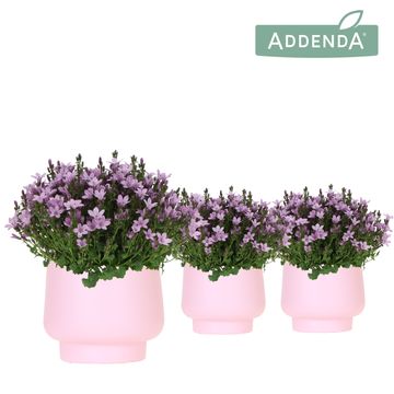 Campanula AMBELLA PINK