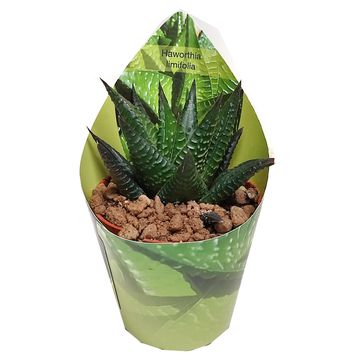 Haworthia limifolia