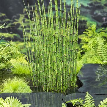 Equisetum 'Japonicum'