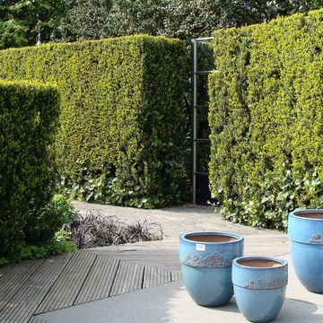 Taxus x media 'Hillii'