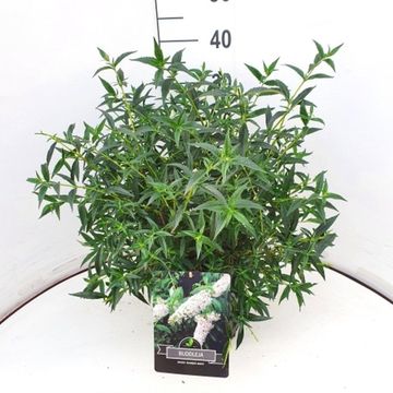Buddleja FREE PETITE SNOW WHITE
