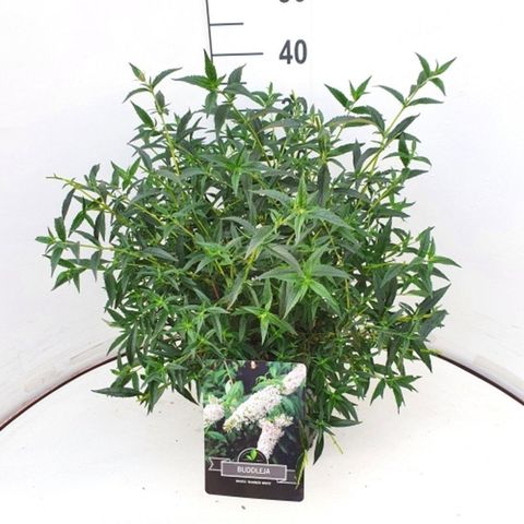 Buddleja FREE PETITE SNOW WHITE