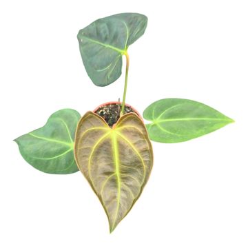Anthurium Dark Phoenix x Papillilaminum