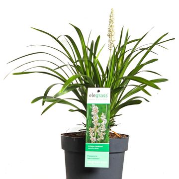 Liriope muscari 'Monroe White'