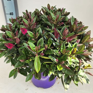 Hebe 'Taharua'