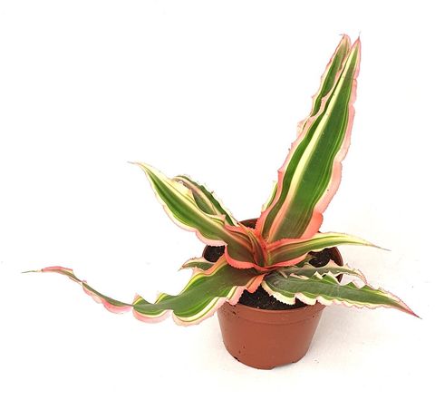 Cryptanthus 'IT'