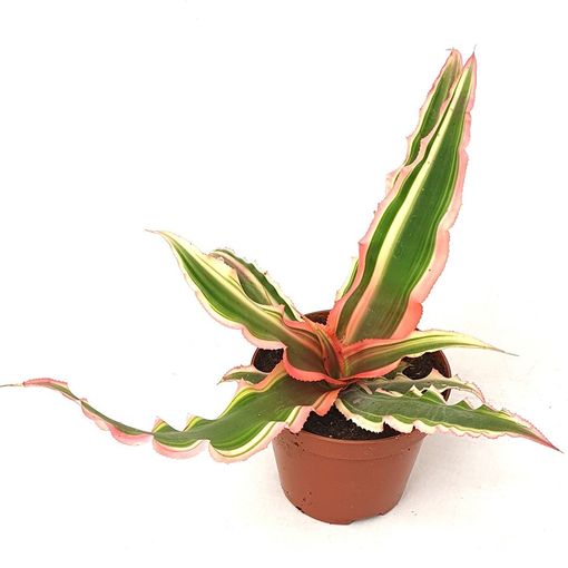 Cryptanthus 'IT'