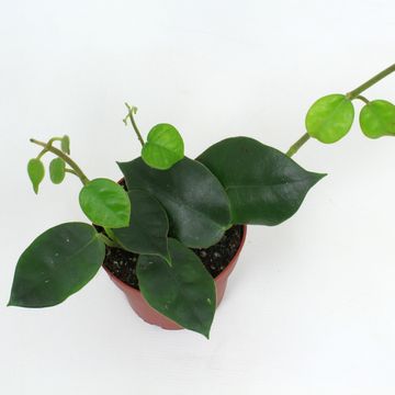 Hoya gigas