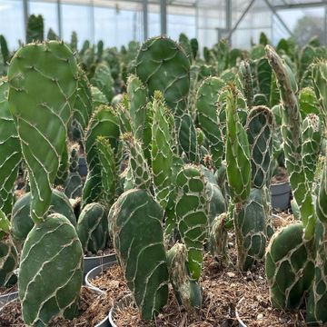 Opuntia zebrina reticulata 'Cobra'