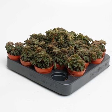 Peperomia 'Silver Spark'
