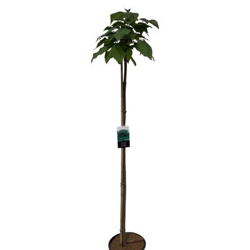 Catalpa bignonioides 'Nana'