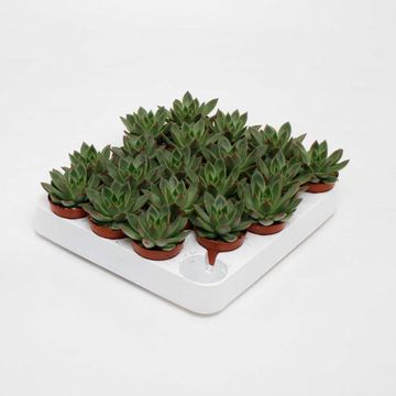 Echeveria 'Mexico'