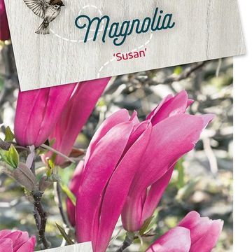 Magnolia 'Susan'