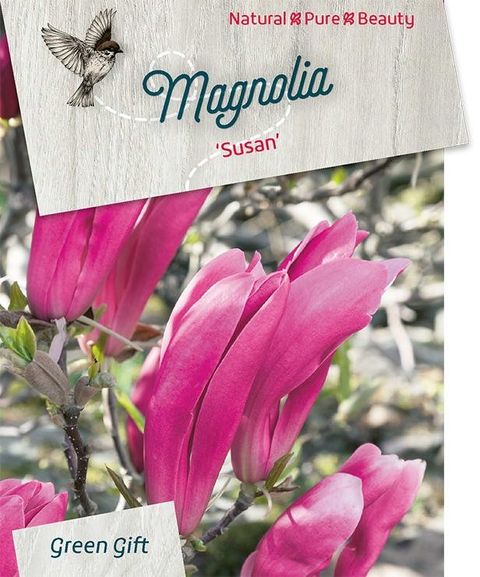 Magnolia 'Susan'