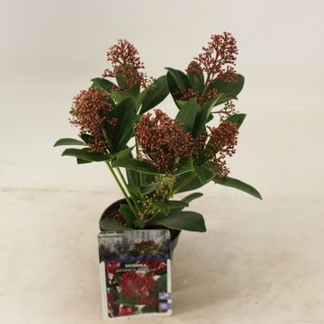 Skimmia japonica 'Rubella'