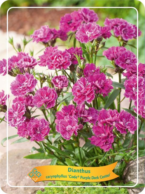 Dianthus CODE PURPLE DARK CENTER