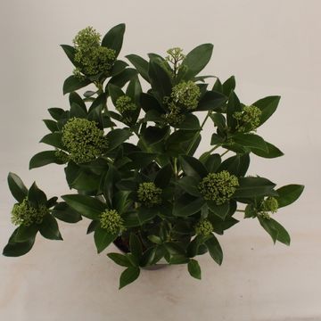 Skimmia japonica 'Fragrant Cloud'