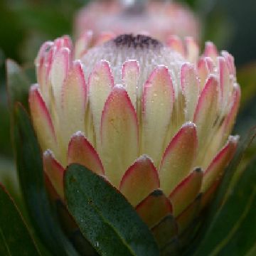 Protea 'Susara'