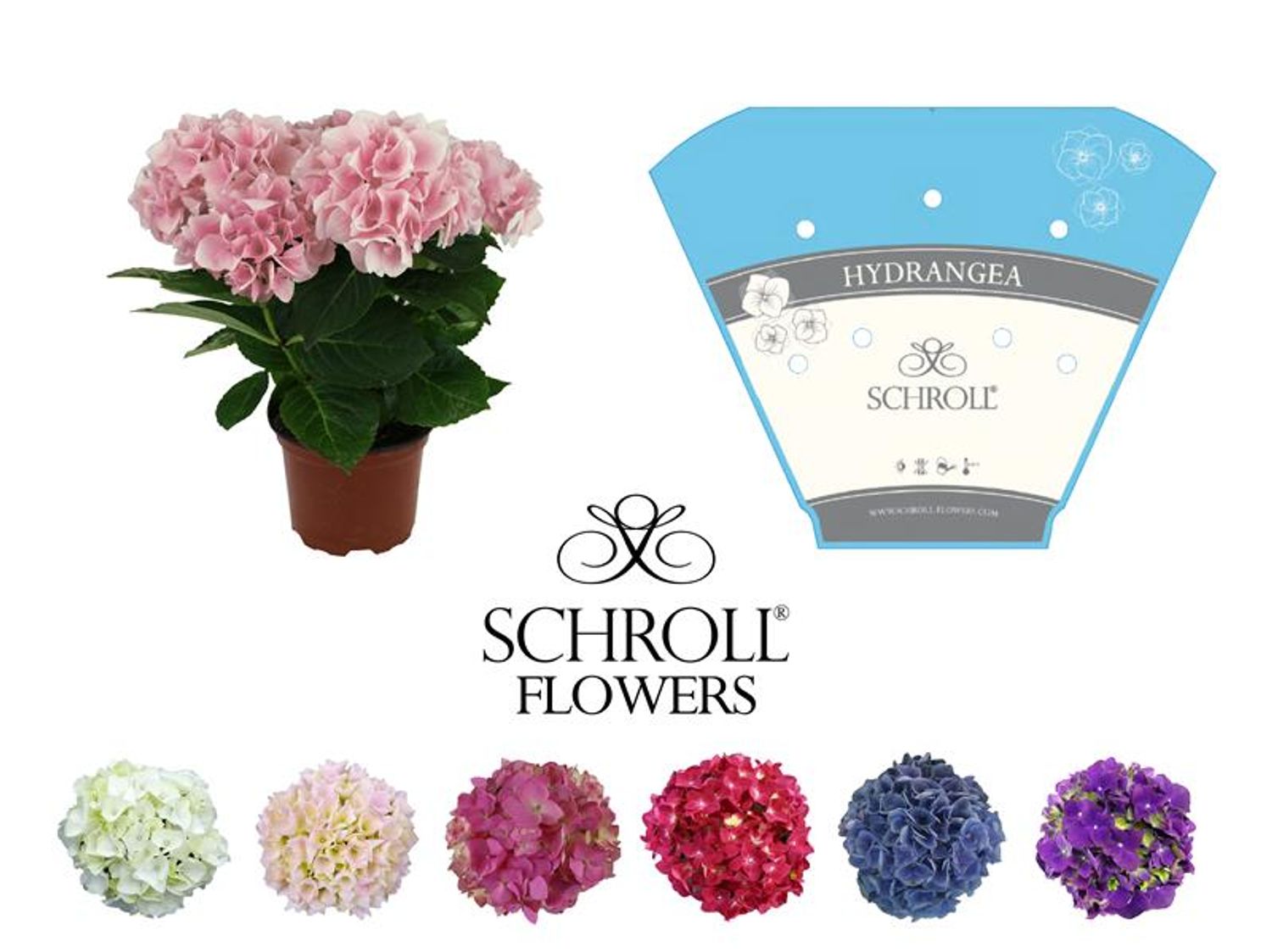 hydrangea0223ページ Hydrangea macrophylla MIX — Рослини оптом FlorAccess