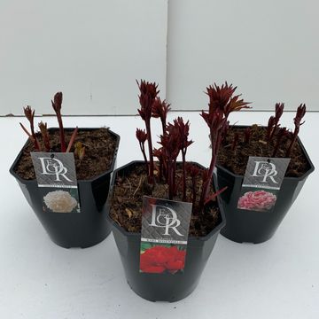 Paeonia MIX