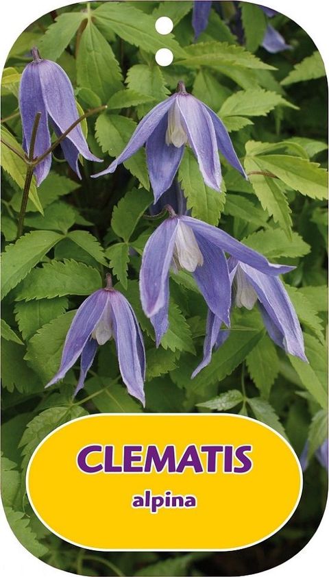 Clematis Alpina (Clematis alpina, nových výhonů, Tato odrůda, alpina Clematis) Clematis Alpina