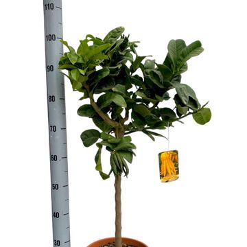 Citrus medica 'Buddha's Hand'